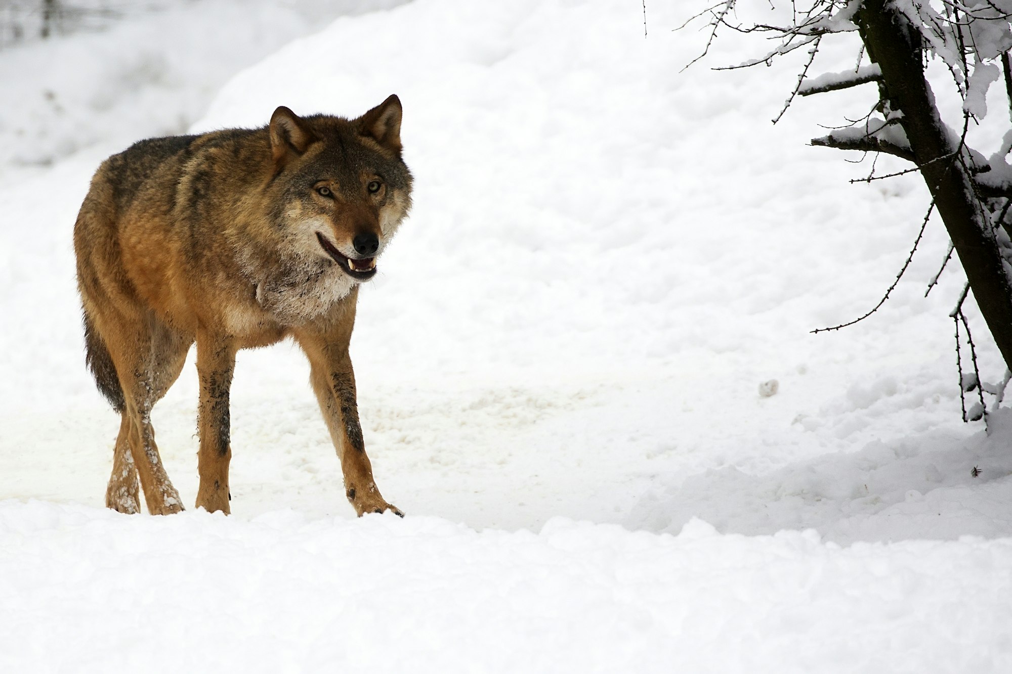 Resumen Y An Lisis De El Lobo Estepario De Hermann Hesse Tu Resumen