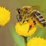 La abeja haragana de Horacio Quiroga: Un análisis sobre el valor del trabajo y la inteligencia