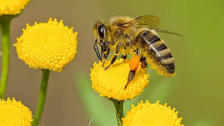 la abeja haragana de horacio quiroga